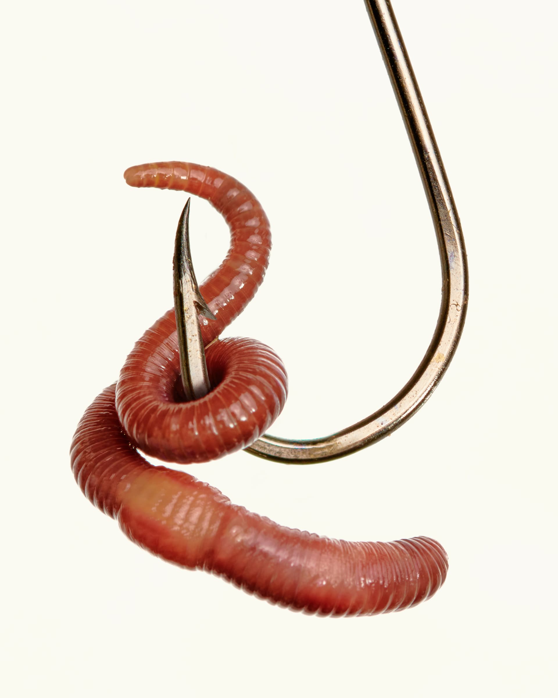 hook+worm.jpg